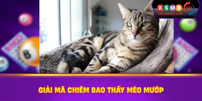 Giải mã chiêm bao thấy mèo mướp