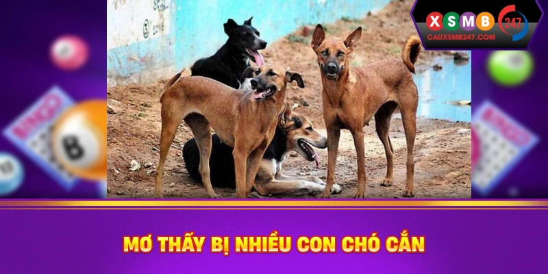 Mơ thấy bị nhiều con chó cắn