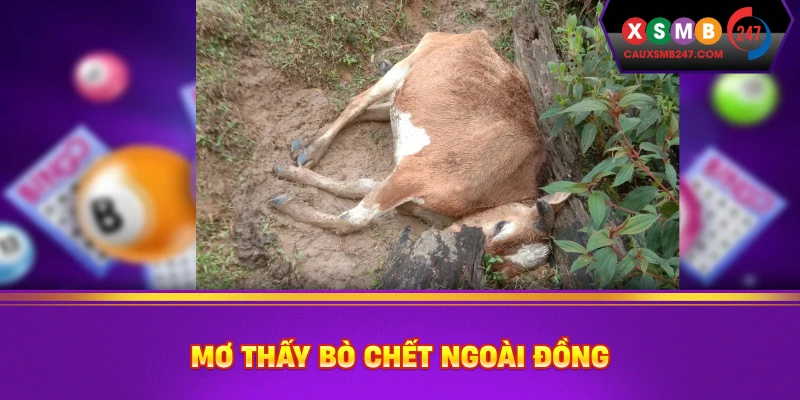 Mơ thấy bò chết ngoài đồng