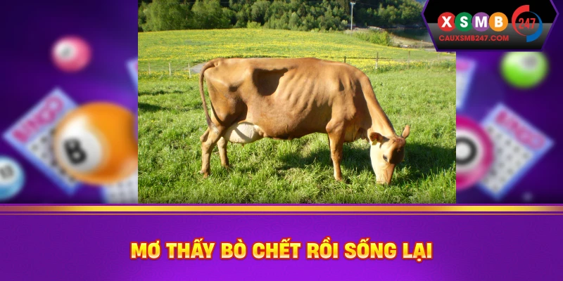 Mơ thấy bò chết rồi sống lại