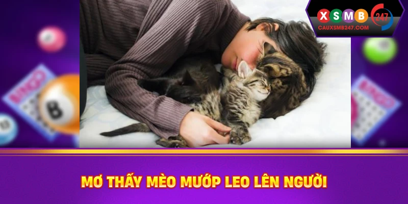 Mơ thấy mèo mướp leo lên người